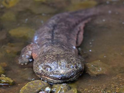 zhangjiajie salamandra