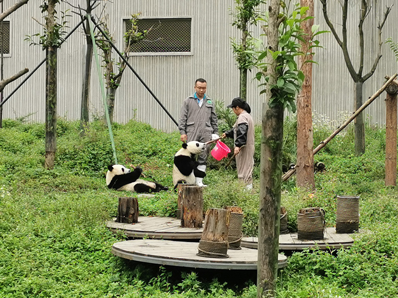 Base di panda di wolong